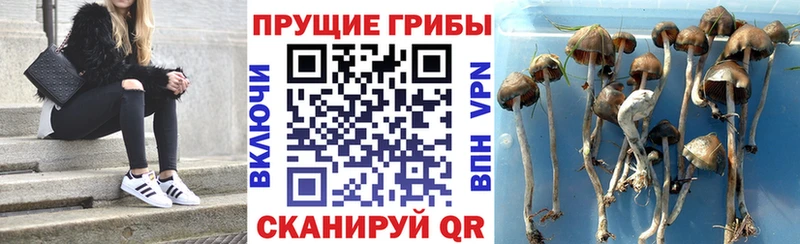 Галлюциногенные грибы прущие грибы  Волгореченск 
